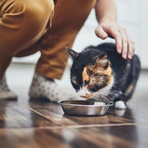 A quelle fréquence changer la gamelle de votre chien ?