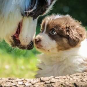 socialiser un chiot