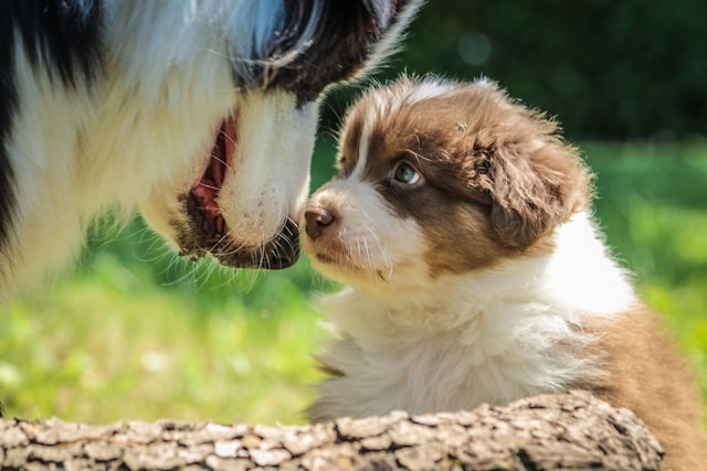 Comment socialiser un chiot : étapes essentielles et conseils pratiques