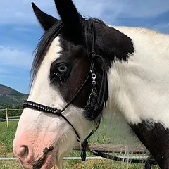 Un licol pour un cheval pour qui et pourquoi ?