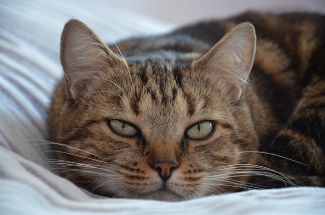 Comment lire les étiquettes des croquettes pour chats : Les ingrédients à favoriser et à éviter