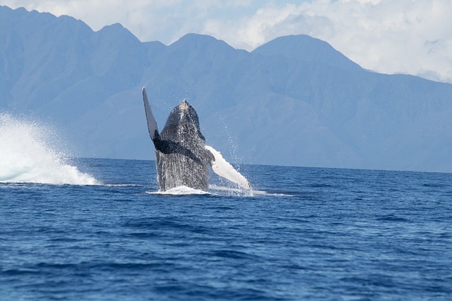 majesté des baleines