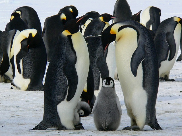 Les animaux polaires et leurs stratégies d’adaptation au froid