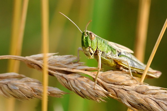 animaux envahissants