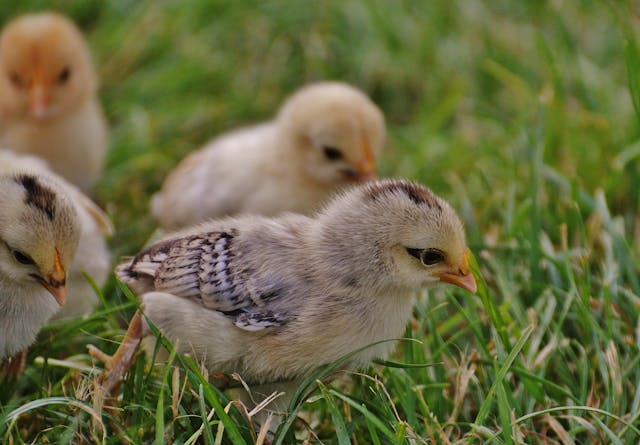 vitamines pour les animaux d’élevage