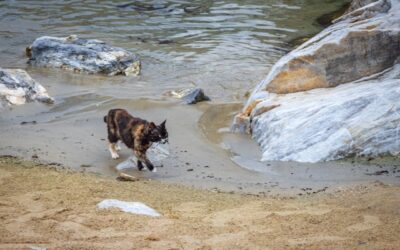 chats et eau