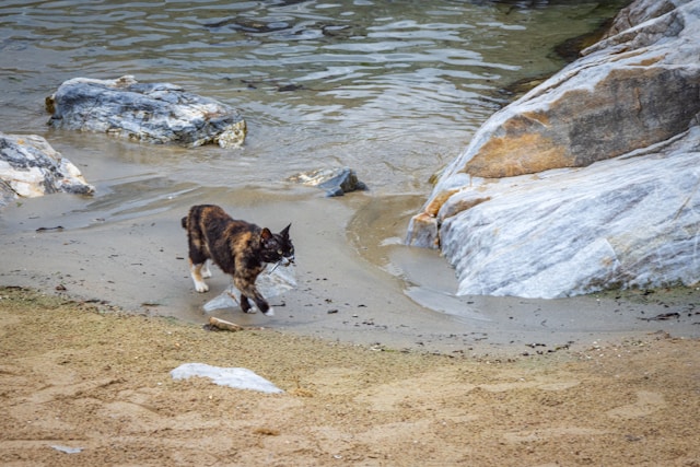 chats et eau