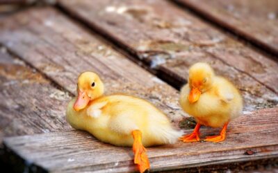 Investir dans une ferme de canards