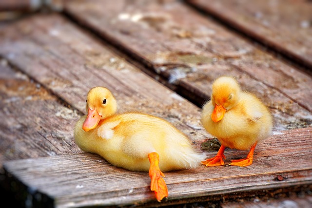 Investir dans une ferme de canards
