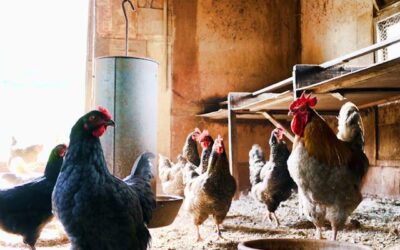 soins poule