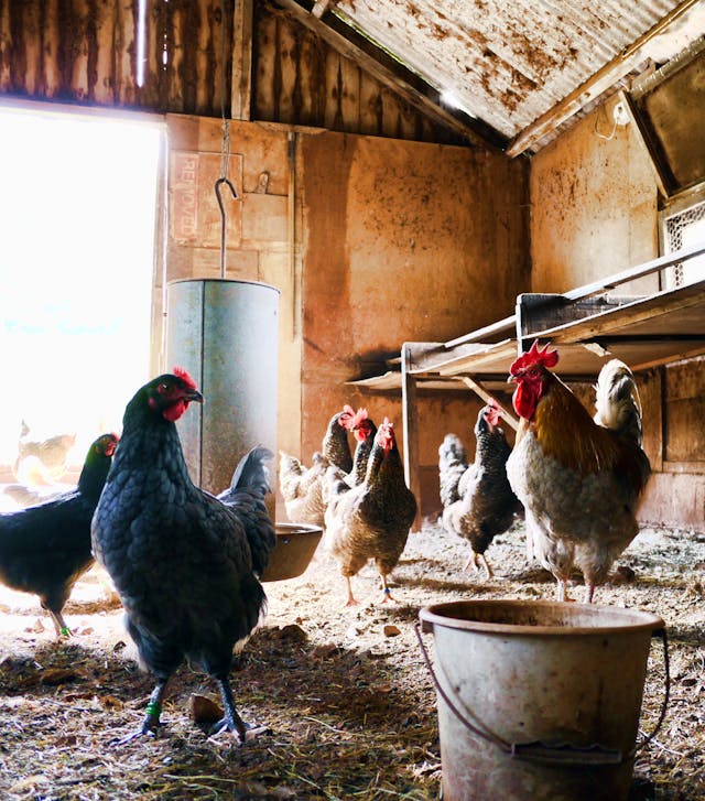 Couveuse Brinsea : protéger vos poules des parasites avec méthodes efficaces et naturelles
