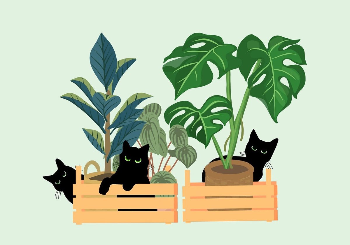 Chat et plantes : pourquoi il grignote et risques toxiques