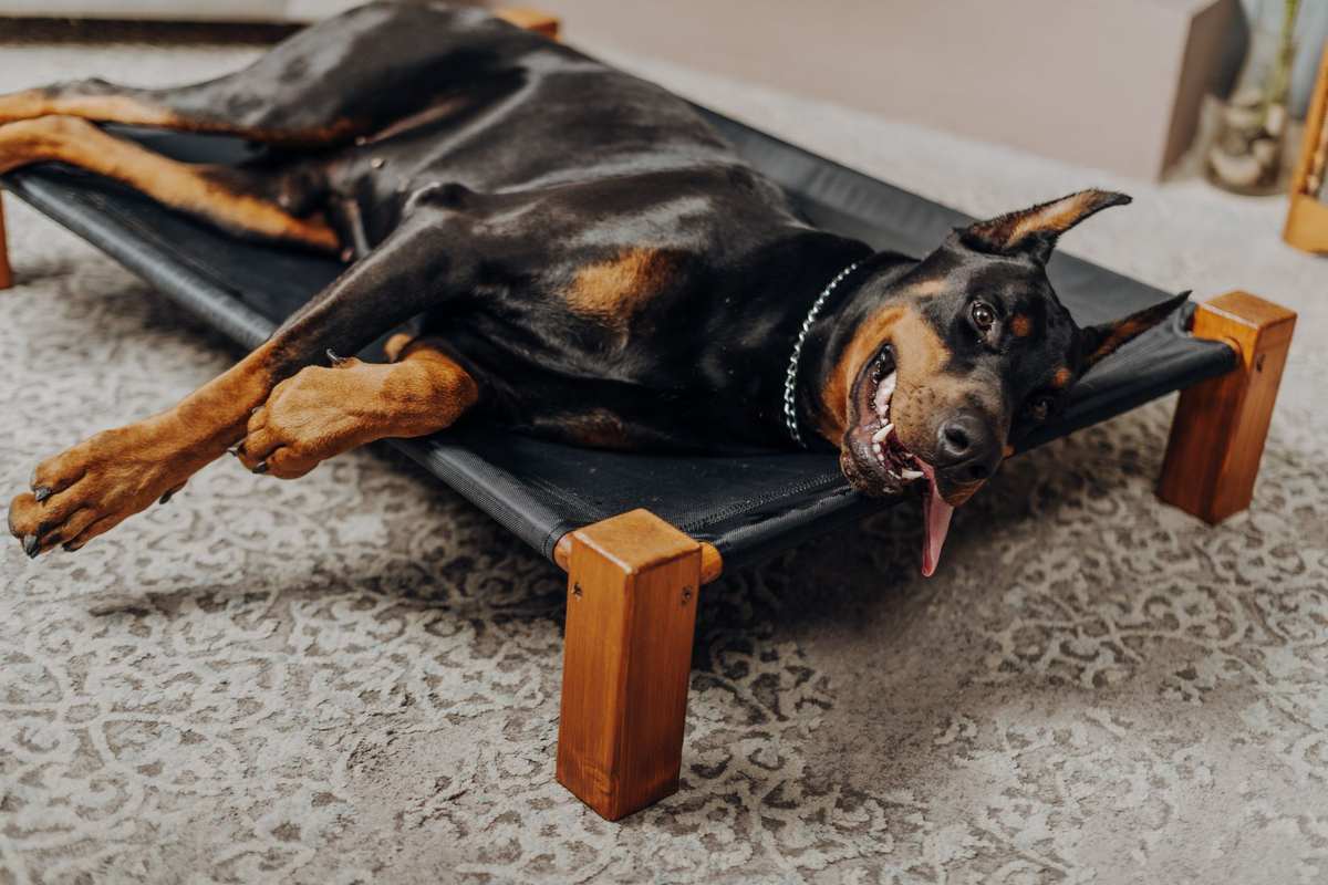 Un chien couché dans un panier en bois surélevé avec des parois latérales ajourées. Un chien couché dans un panier en bois surélevé avec des parois latérales ajourées.