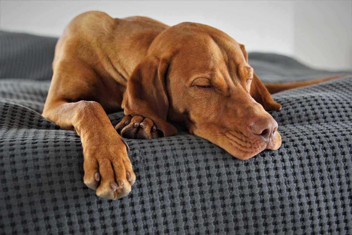 Chien endormi sur lit à motifs gris foncé, yeux fermés, tête posée Chien endormi sur lit à motifs gris foncé, yeux fermés, tête posée