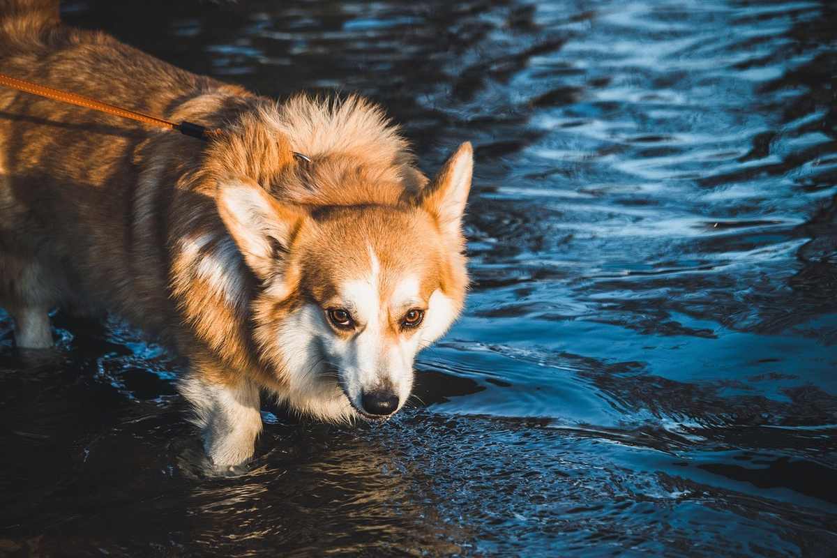 Chien corgi marron et blanc marche dans l'eau, laisse rouge, eau bleue, soleil